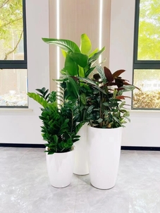 深挖宁波余姚花卉租摆门道，扮靓精致生活场景